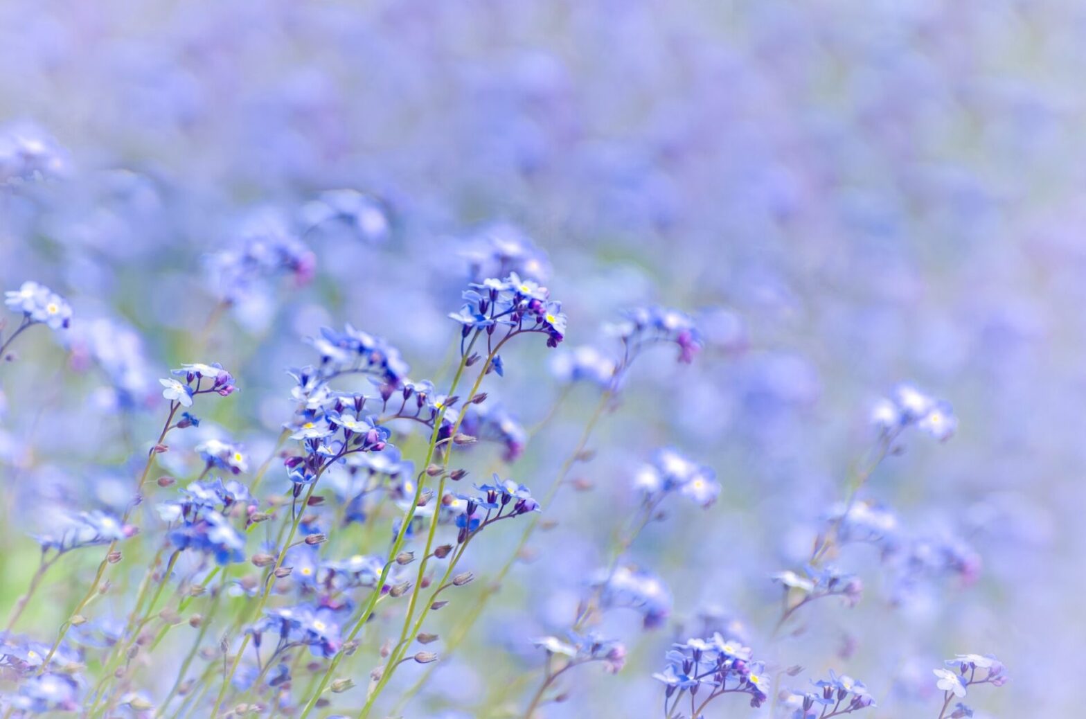 Bild: Blaue Blumenwiese, Quelle: Pixabay